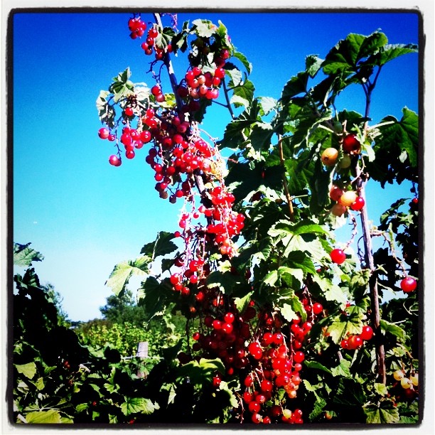 Groseilles (Taken with Instagram at Cueillette De Gally)
