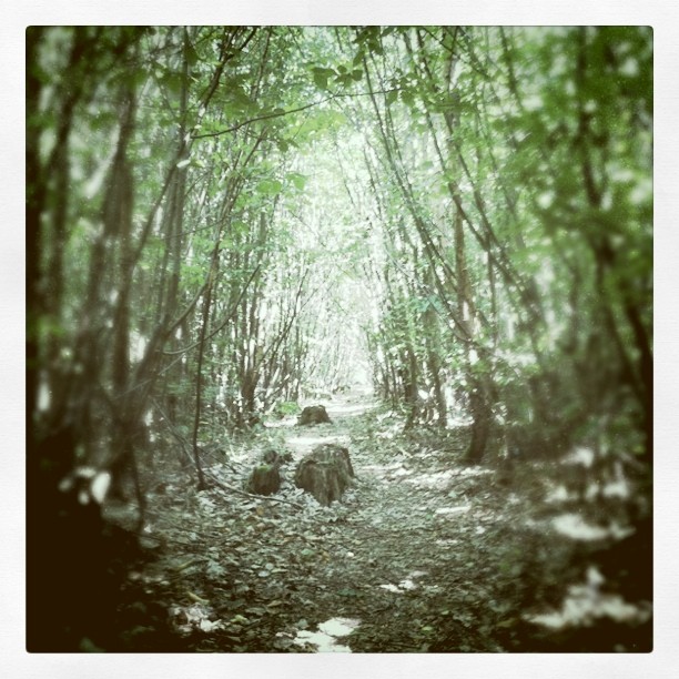 Geocaching! (Taken with instagram) Dans la forêt de Marly… entrée sur geocaching.com