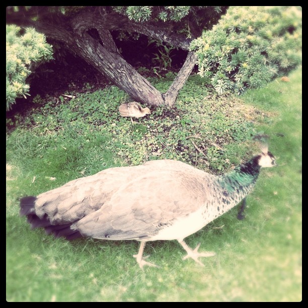 Ça s'appelle comment un bébé paon? (Taken with Instagram at Jardin d'Acclimatation)