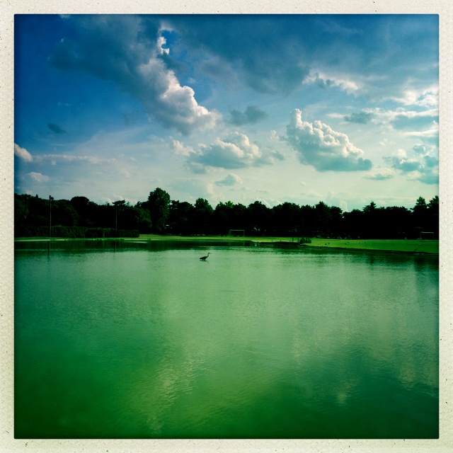 Héron (comme quoi les lacs du Bois de Boulogne ne sont pas très profonds) John S Lens, Ina’s 1982...