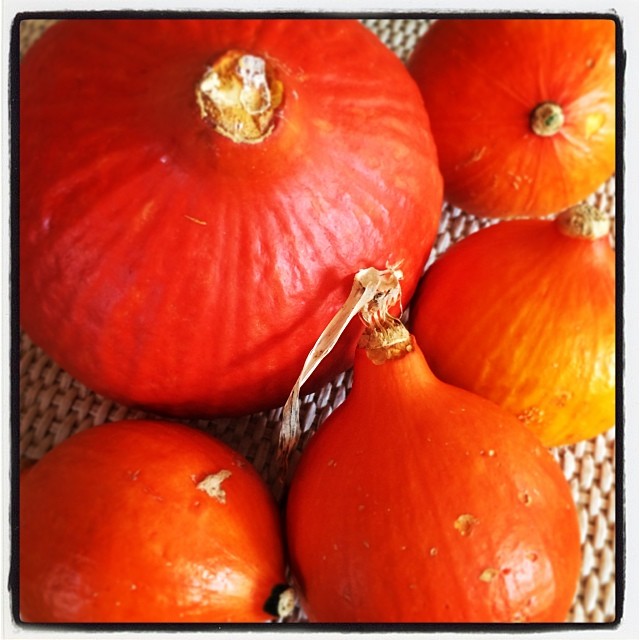 La production de citrouilles du jardin !